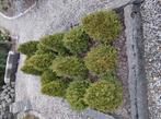 Buxus, Tuin en Terras, Planten | Struiken en Hagen, Ophalen, Buxus, Struik, Minder dan 100 cm
