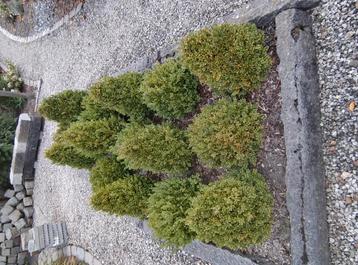 Buxus  beschikbaar voor biedingen