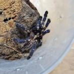 Poecilotheria metallica, Dieren en Toebehoren, Insecten en Spinnen