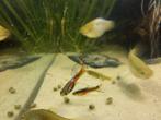 Endler Guppen (Santa Maria), Dieren en Toebehoren, Vis, Zoetwatervis, Schoolvis