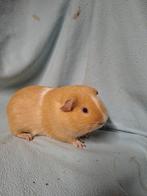 Bont cavia beertje, Dieren en Toebehoren, Knaagdieren, Cavia