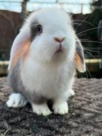 NHD Dwerg hangoor konijntjes -> voedstertjes, raszuiver!, Dieren en Toebehoren, Vrouwelijk, Dwerg, Hangoor, 0 tot 2 jaar