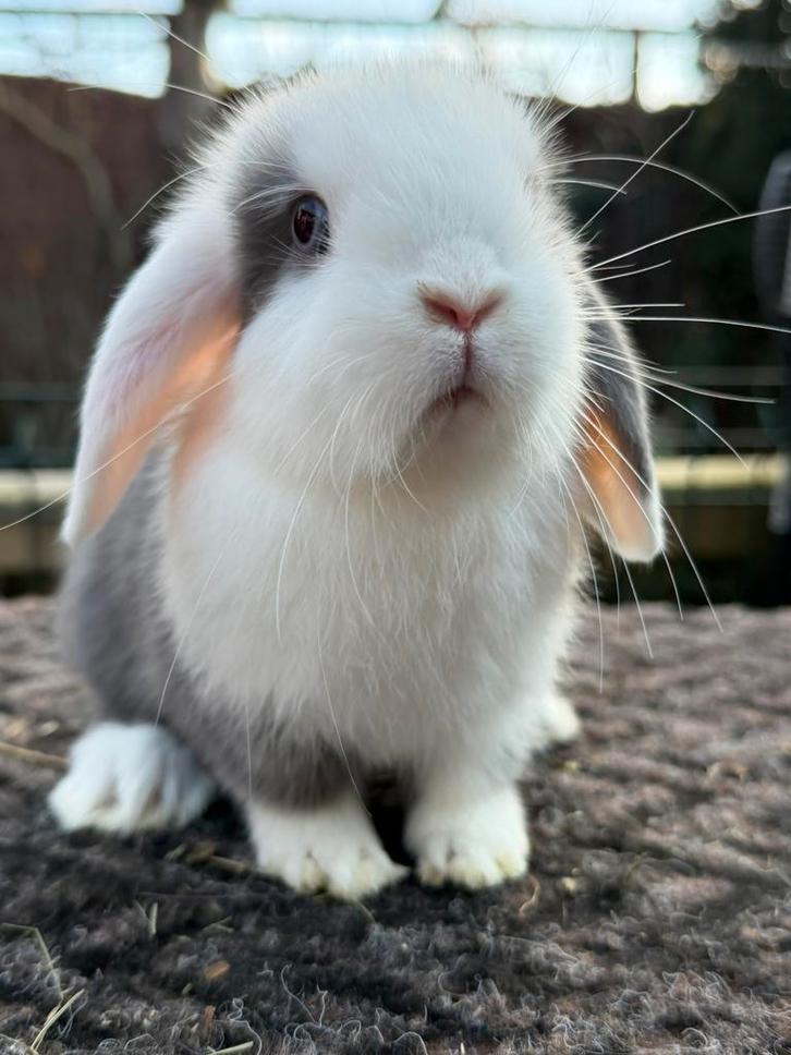 NHD Dwerg hangoor konijntjes -> voedstertjes, raszuiver!, Dieren en Toebehoren, Konijnen, Dwerg, Vrouwelijk, 0 tot 2 jaar, Hangoor