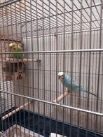 Koppel grasparkieten, Dieren en Toebehoren, Vogels | Parkieten en Papegaaien