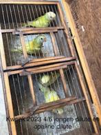 Pruimkop, Dieren en Toebehoren, Parkiet, Geringd