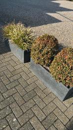 4 potten met planten, Tuin en Terras, Ophalen