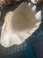 Coquillages, Collections, Enlèvement ou Envoi, Coquillage(s)