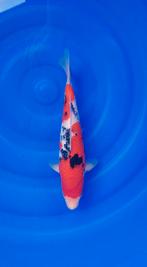 Sanke koi van tamaura