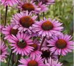 Echinacea purpurea, white powwow, green twister, Cheyenne, Ophalen, Zomer, Volle zon
