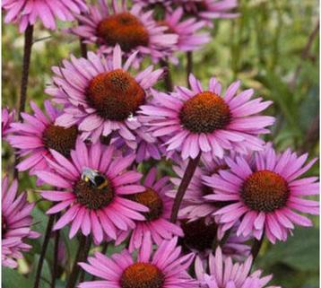 Echinacea purpurea, white powwow, green twister, Cheyenne  beschikbaar voor biedingen