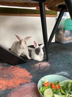 Dwergkonijn rammelaar 2maand, Dieren en Toebehoren