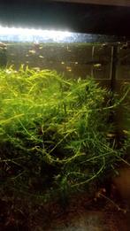 Baby Guppys van 26/07/2025, Dieren en Toebehoren, Ophalen of Verzenden, Zo goed als nieuw