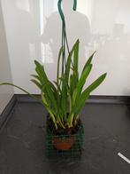 orchidee dracula dalessandrio (heb nog dracula's), Overige soorten, In pot, Groene kamerplant, Halfschaduw