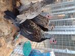 Pluimvee waase kriel, Meerdere dieren, Kip