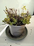 Mentha spicata keukenkruid muntplant winterhard, Ophalen
