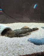 Grote ancistrus man 16cm + vrouwtje, Dieren en Toebehoren