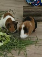Cavia, Dieren en Toebehoren, Februari, Mannelijk, Cavia