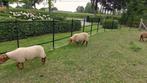ardense voskop lammeren, Dieren en Toebehoren, Schapen, Geiten en Varkens, Meerdere dieren, Schaap, 0 tot 2 jaar