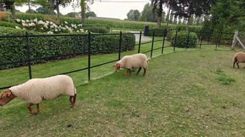 ardense voskop lammeren, Plusieurs animaux, Mouton, 0 à 2 ans