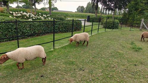 ardense voskop lammeren, Dieren en Toebehoren, Schapen, Geiten en Varkens, Schaap, Meerdere dieren, 0 tot 2 jaar