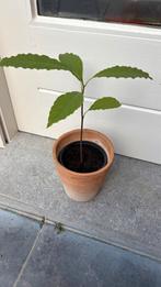 Avocado plant in stenen pot, Huis en Inrichting, Kamerplanten, Ophalen