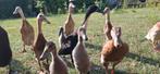 loopeenden, Dieren en Toebehoren, Ophalen