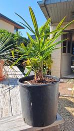 palmboom, Tuin en Terras, Planten | Bomen, Bloeit niet, Halfschaduw, Minder dan 100 cm, Palmboom