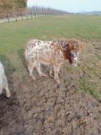 Ponny, Dieren en Toebehoren