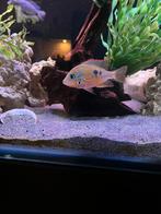 Koppel, Dieren en Toebehoren, Vissen | Aquariumvissen, Vis, Zoetwatervis