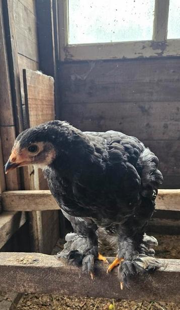 Brahma kuikens 12 weken  beschikbaar voor biedingen