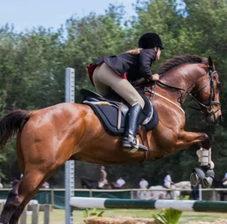 Verzorgingsspullen paarden + koffer + rijpaardzweepje + tok, Dieren en Toebehoren, Paarden en Pony's | Overige Paardenspullen