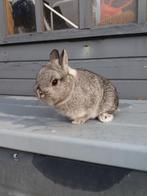 kleurdwerg, dwergkonijn, chinchilla, dekram, Mannelijk, Dwerg