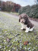 Pachtige Italiaanse waterhond pups te koop, Dieren en Toebehoren, België, 8 tot 15 weken, Meerdere, Fokker | Professioneel