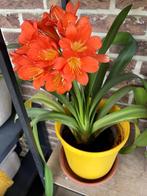 Plante Clivia/St Joseph, aloès, mûre, hévéa, laurier, Enlèvement