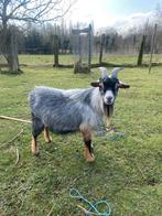 Bouc bleu tan, Animaux & Accessoires, Mâle, Chèvre, 0 à 2 ans