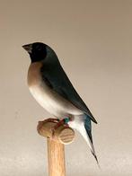 Gouldamadine poppen blauw 2024 en 2025, Mâle, Oiseau tropical, Bagué