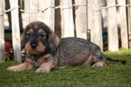 Prachtige ruwharige teckel pups met stamboom, Dieren en Toebehoren, Honden | Teckels en Dashonden, België, 8 tot 15 weken, Dwerg