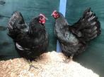 Jonge tamme Australorp kippen zwart gesekst en ingeënt, Dieren en Toebehoren, Pluimvee, Vrouwelijk, Kip