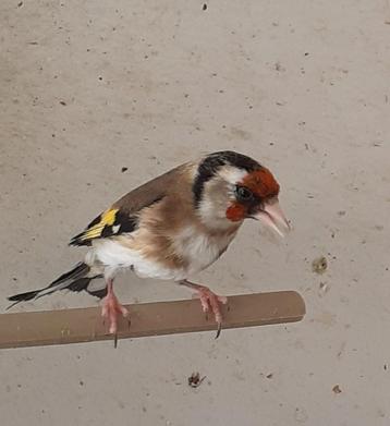 Chardonneret femelle, Dieren en Toebehoren, Vogels | Overige Vogels, Vrouwelijk