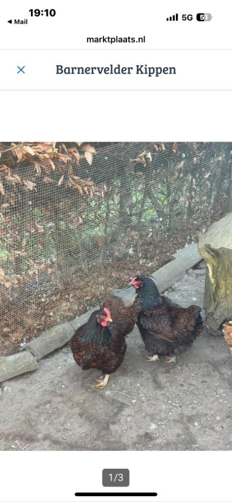 Barnevelder broedeieren, Dieren en Toebehoren, Pluimvee, Kip, Geslacht onbekend