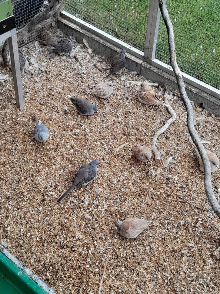 Diamantduifjes 21 stuks  10euro stuk afhankelijk van de kleu, Dieren en Toebehoren, Vogels | Overige Vogels, Meerdere dieren