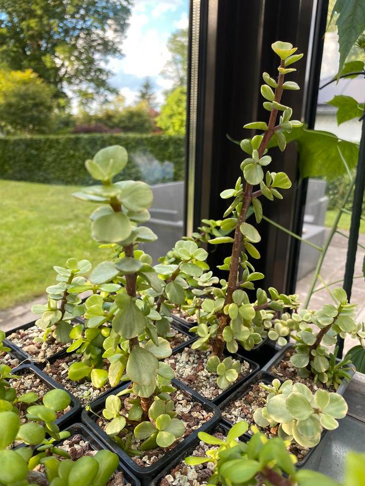 Portulacaria afra, Maison & Meubles, Plantes d'intérieur, Bonsai