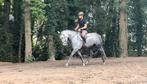 Prachtige 6-jarige allround merrie – lief eerlijk werkwillig, Dieren en Toebehoren, Paarden, Merrie, Gechipt, Niet van toepassing