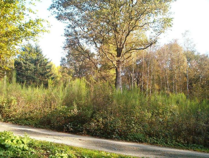 België Mooi Woudperceel voor chalet of woning, Immo, Étranger, Belgique ou Luxembourg, Terrain ou Parcelle, Village, Ventes sans courtier