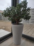 Vetplant crassula met pot, Enlèvement, Plante succulente