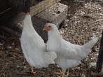 Kippen : Koppel witte leghorn, Dieren en Toebehoren, Meerdere dieren, Kip