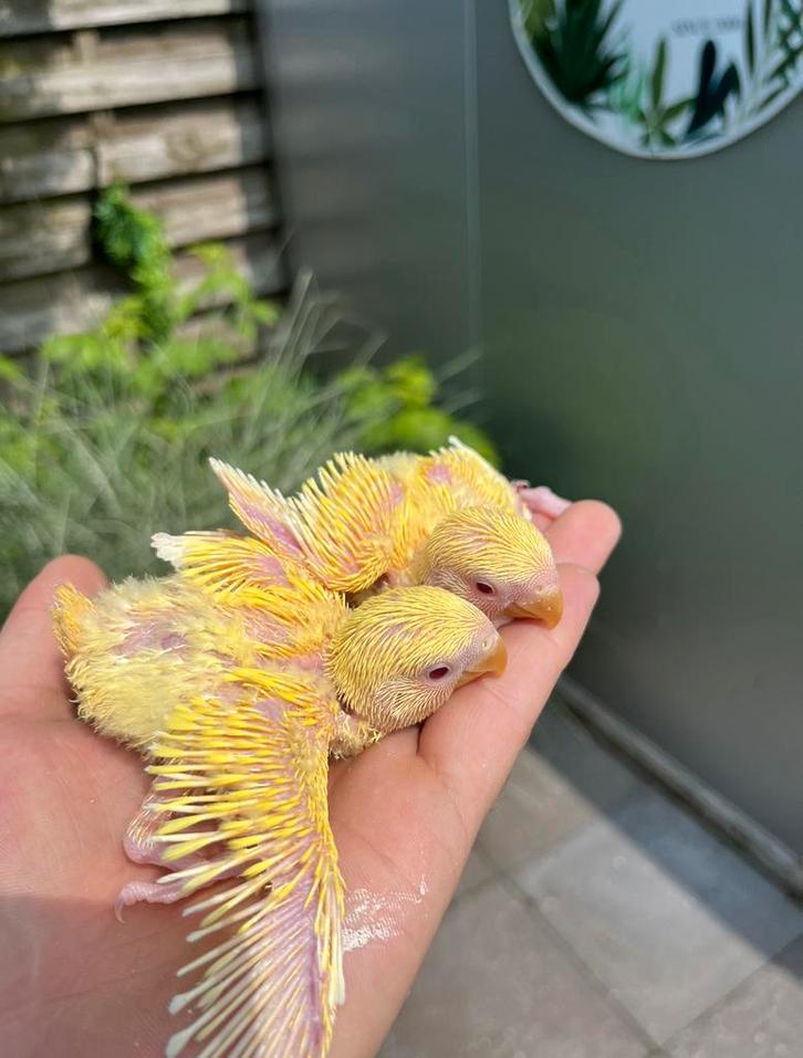 Baby agaporniden voor handtam, Dieren en Toebehoren, Vogels | Parkieten en Papegaaien, Dwergpapegaai of Agapornis, Geslacht onbekend
