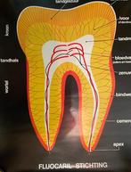 Educatieve poster, Ophalen of Verzenden