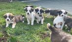Prachtige border collie x Sint Bernard pups, Dieren en Toebehoren, Honden | Herdershonden en Veedrijvers, België, CDV (hondenziekte)
