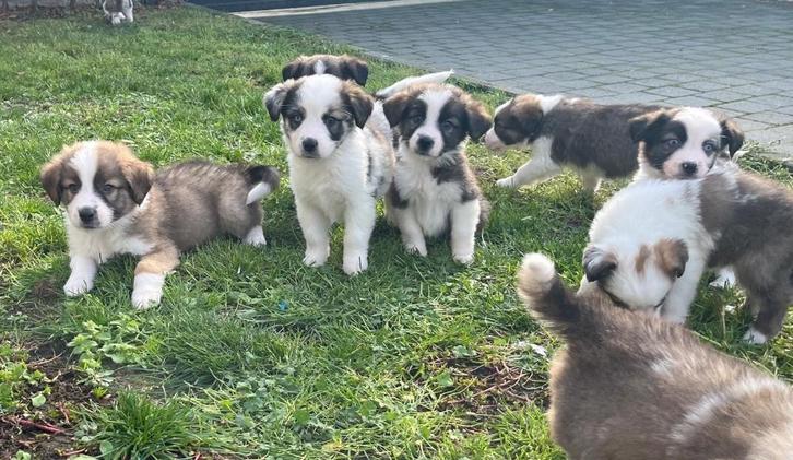 Prachtige border collie x Sint Bernard pups, Dieren en Toebehoren, Honden | Herdershonden en Veedrijvers, Meerdere dieren, Collie